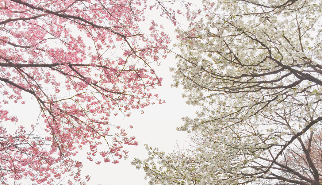 Blossom Again, Come Spring